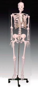 人体骨骼模型84cm